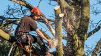 A Local Tree Service image 2